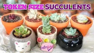 KOREAN TOKEN SIZE SUCCULENTS | TIP ON HOW TO GROW TOKEN SIZE SUCCULENTS | by Intri's TV