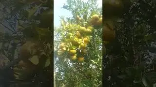 Santra mosambi premium quality plot fharmer business coach and Entarpnur Cr Dr PM Yadav patel CTSMH🌳