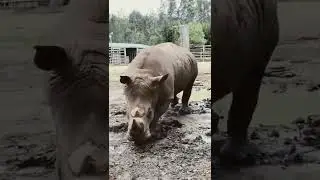rhinoceros 🦏 , गेंडा ,  knowledge life , zoo safari , shorts video.