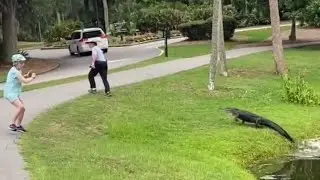 WATCH: Alligator chases fisherman in front of stunned crowd
