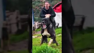 3 Dog in one video 😱😱#dog #3dogs #funnydogs #dogshorts #cutedog #shorts #petlover