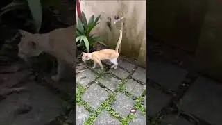 Male cat marking territory