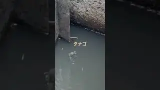 タナゴ #小物釣り #fishing #タナゴ釣り #タ釣ル #琵琶湖釣り #釣り