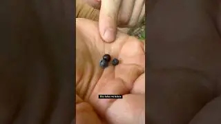 Heidelbeere oder Blaubeere?