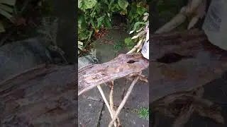 16 November 2020#diy  driftwood    table