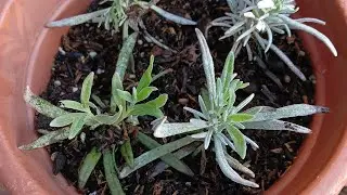 TALEA AUTUNNALE SU LAVANDA...... ATTECCHIMENTO 5 SU 6.... CONSIGLI &hearts;️