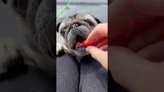 Pug meets STRAWBERRIES! 😮 #pugdog #pugs #pug