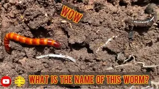 &ldquo;Amazing Discovery: Colorful Worm Found Underground&rdquo;