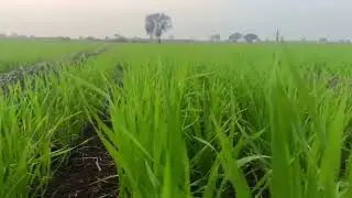 #family#shetkari#instagram#farming#india#instagram#shortvideo #Short #Content #creator #farmer #game