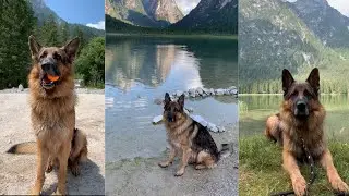 Going Camping With My German Shepherd