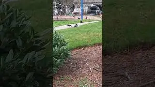 Crow pack