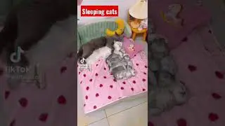 sleeping Cats Family sleep #short #cat #cats