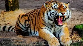 Top 10 Dangerous Big Cats in the World | Top 10 Dangerous Animals