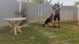 Dog training program