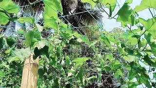 നാച്ചുറൽ കോവക്ക 😋😋😋എന്താ രുചി 😋😋😋  #longvideo #naturelovers #food #vegetables #teasty 