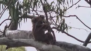 #hanginwithkoalas#laters