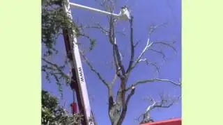 Tree Service Of San Antonio