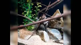 Geophagus and Severums Grow-out Tank Setup