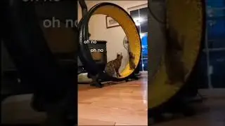 И снится нам... 😆😂🤣🔥
