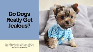 Do Dogs Really Get Jealous? Let's Find Out!