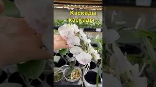 #данапротасова #orchid #orchideen #orchidcare #orchids #blooming #orchidworld