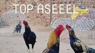 Viral video Top aseeel of Pakistan #youtube#