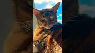 ЛУЧШИЙ ДРУГ! 😍😻🐈☺️🧡❤️🤍 #dreams #cat #tram #train #automobile #smart #умныйкот #catlover #smart
