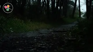 🌧️ Light Forest Rain | 10 Hours Nature's Symphony for Deep Sleep & Relaxation 🌿
