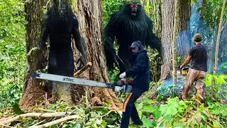 Momen mengerikan saat tebang dua kayu raksasa! Hampir membuat pekerja celaka.