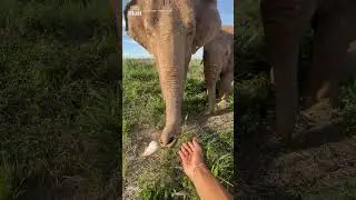 Loving elephant gifts human a flower
