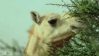 L'environnement et ses diversit&eacute;s animalier