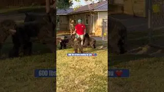600 lbs of #bouvier #dog love #shorts  #outnumbered  #bouvierdesflandres #doglover #bodyslam #bigdog
