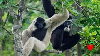 Pileated Gibbon#breastfeeding #funnypets #monkey #gibbon #Gibbonsound#monkeysound#babygibbon