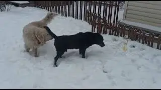 Симба  11 лет, один из трех умирающих голденов из Тулы