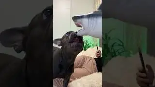Shark attack on a French bulldog 🦈