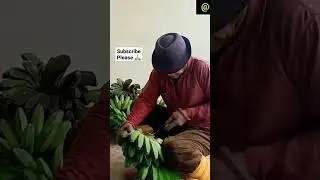 Farmer From Borneo 78