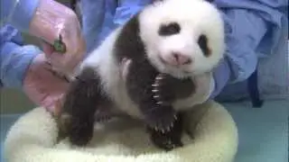 San Diego Zoo Panda Cub - Chin Scritches and Baby Yawns