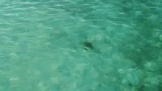 Shark Part 4