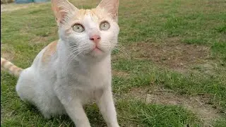 Mother Cat Maya Is Weak After Giving Birth To Kittens