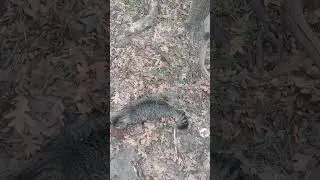 ВСЁ СТРАННО #кошачиймир #дикиекошки #кошки