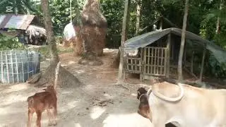 মাত্র দুই লক্ষ টাকা দিয়ে গরুর খামার 