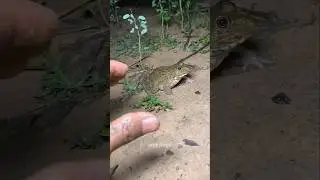 AMERICA'S🤦👁️🍭😅KORIGINAL #funny #frog