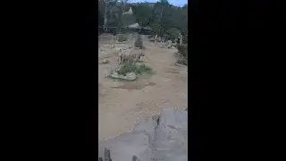 Elephants Form 