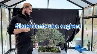 Sughera bonsai potatura corretta 