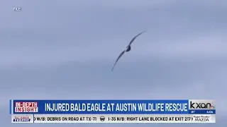 In-Depth Insight: American Bald Eagle becomes National Bird
