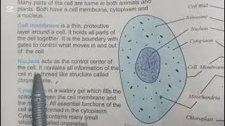 sci# chapter 1 cellular organization  1.2 comparison of animal and plant cell in easy way