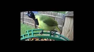Videos For Cats To Watch Birds: Green Jay Caught On Camera