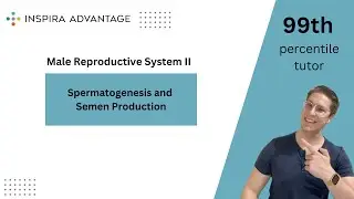 Male Reproductive System II: Spermatogenesis and Semen Production