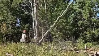 Multi-phase Summit Park forest management project nearing end