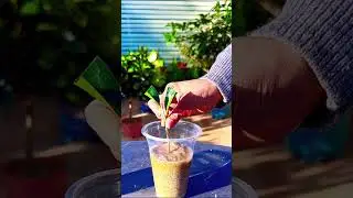 Propagate Camellias in Winter (100% Success Rate!)